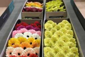 8 ��������� ������ ������� �� ���� � 8 �����