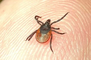 � ������������� �������� ���������� ������ ��������� ����������