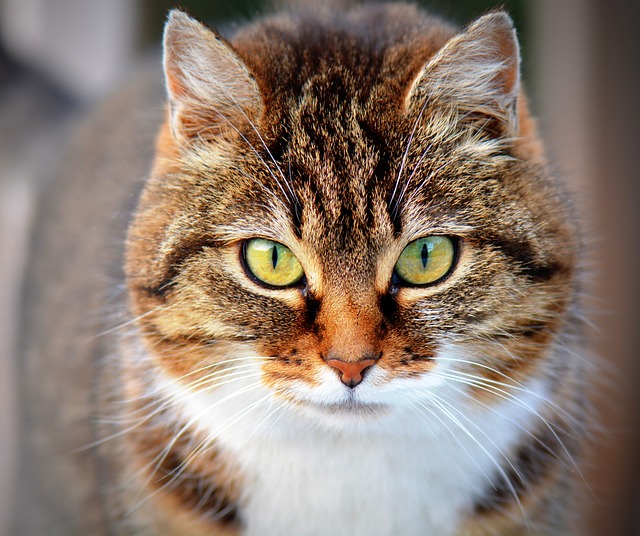 robocat