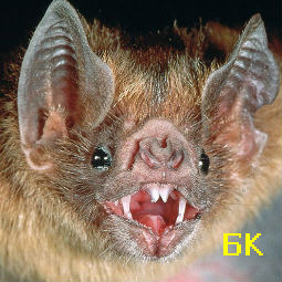 ������� ���� ����� ������� � �����!  30 �������