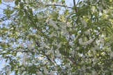 IMG_7908.JPG